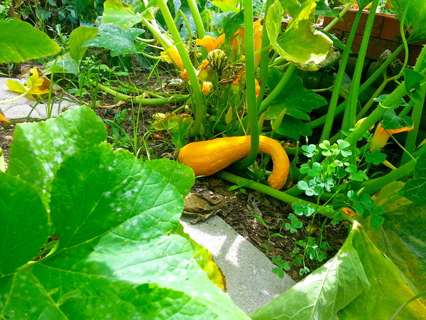 Rocketts Landing Community Garden, Richmond Virginia, James River