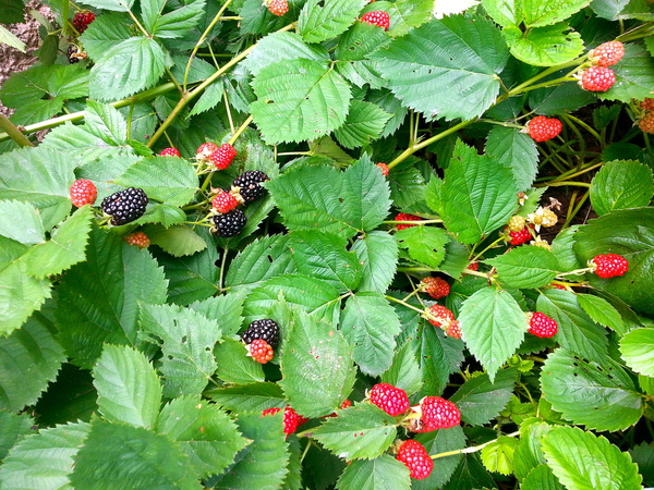 Rocketts Landing Community Garden, Richmond, Virginia, James River