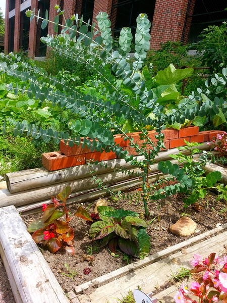 Rocketts Landing Community Garden, Richmond, Virginia, James RIver