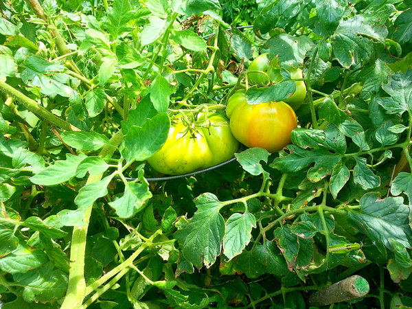 Rocketts Landing Community Garden, Richmond, Virginia