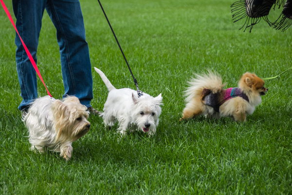 Rocketts Landing dogs, Richmond Virginia