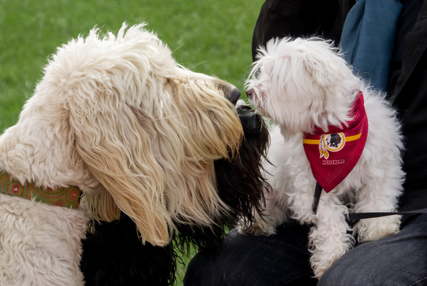 Rocketts Landing dogs, Richmond Virginia